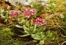 Primula deorum ©  Y. Koeva 